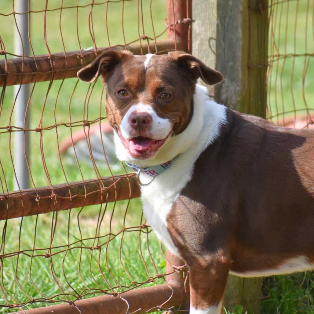 Enlarge Mila, a Adoptable Mixed Breed in Mebane, NC image 4/4