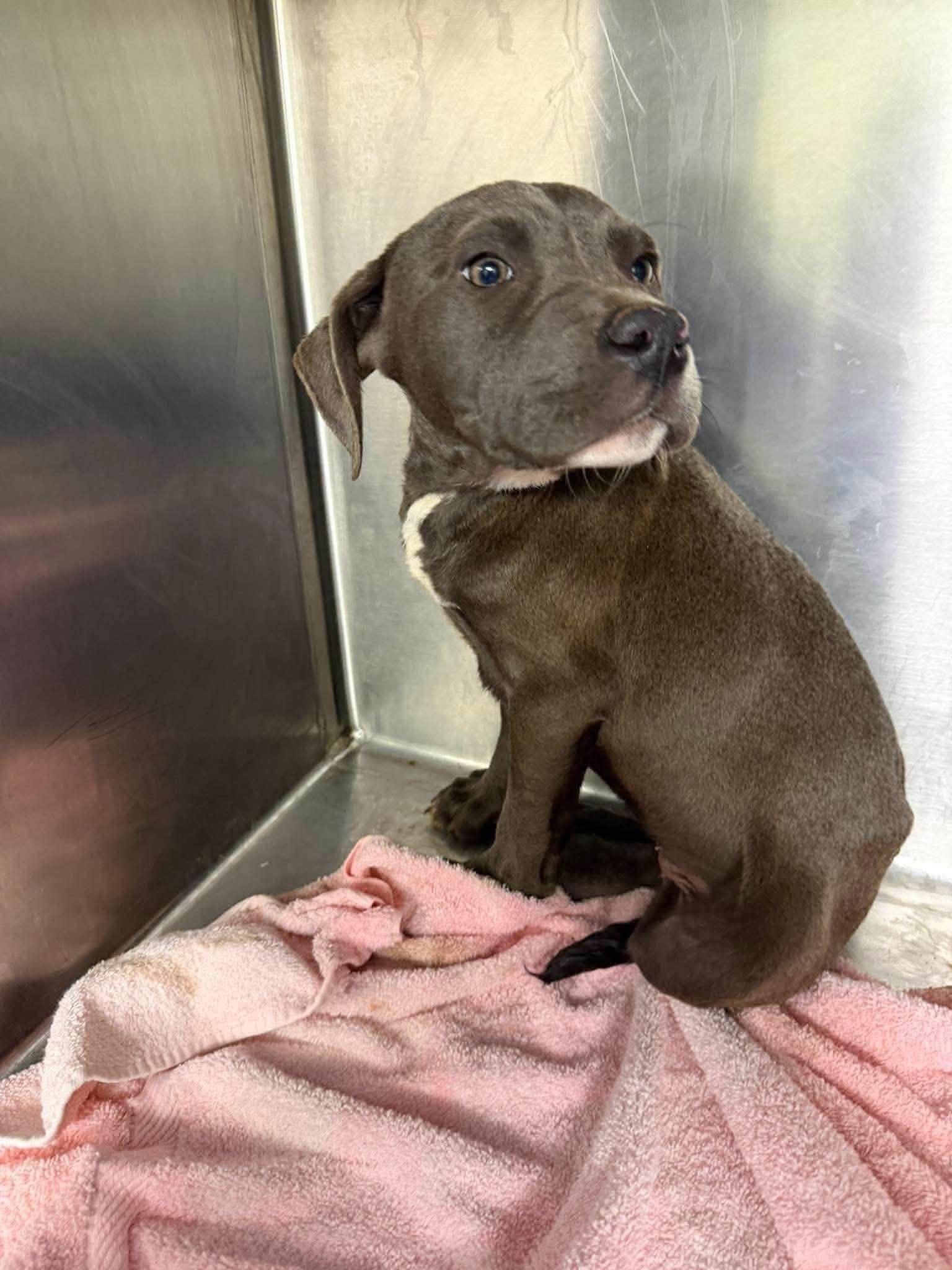 Jella, ADOPTABLE, Puppy Female Mixed Breed.