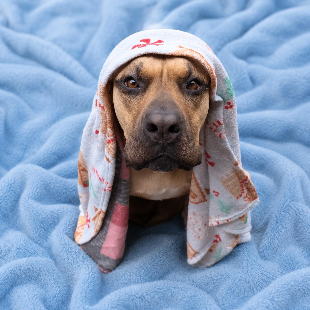 Bernie Marie, a Adoptable Mastiff in Long Beach, WA image 3/6