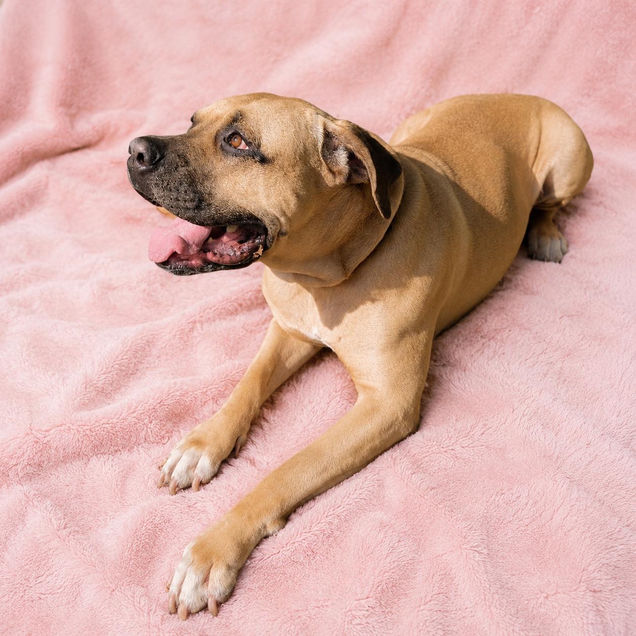 Bernie Marie, Adoptable, Adult Female Mastiff.