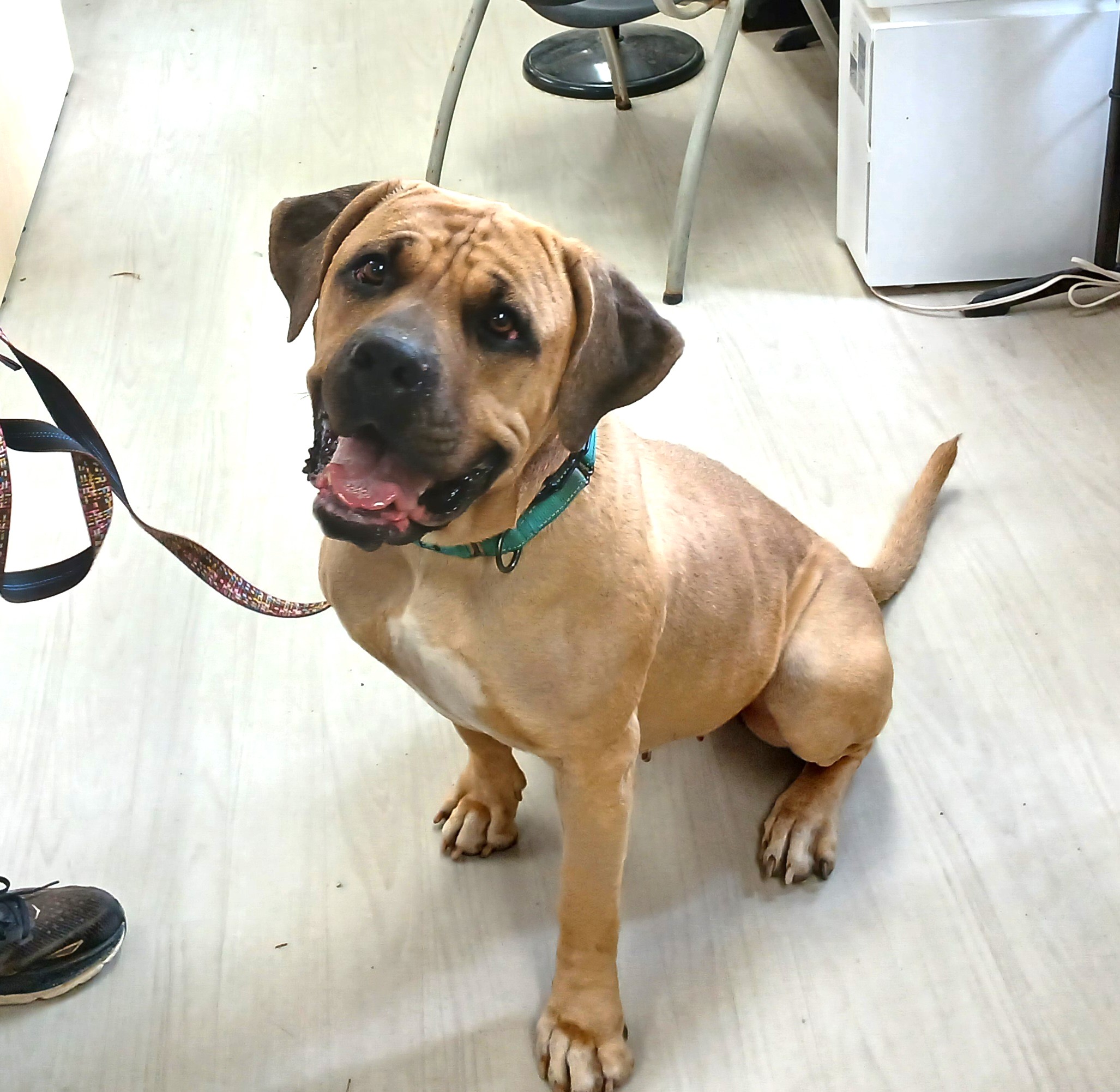 Bernie Marie, Adoptable, Adult Female Mastiff.