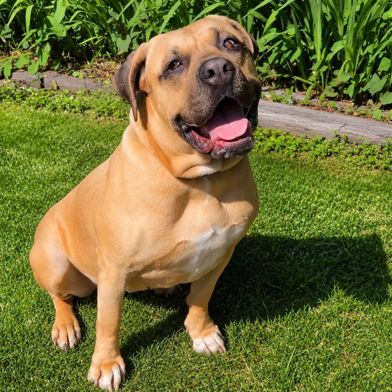 Bernie Marie, a Adoptable Mastiff in Long Beach, WA image 2/6