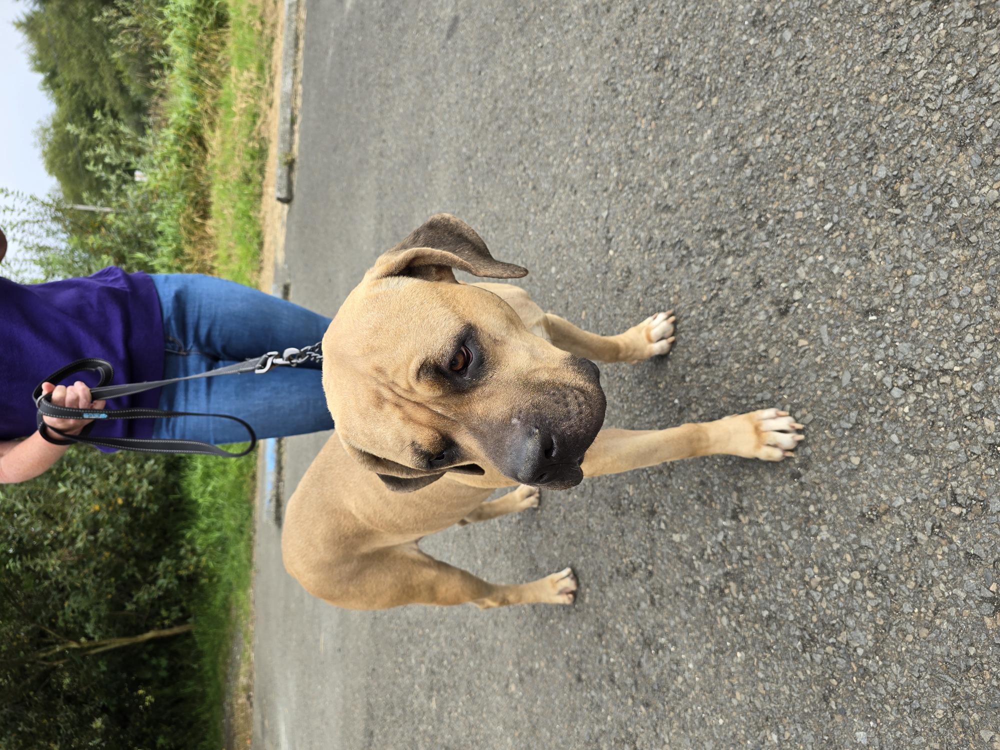 Bernie Marie, a Adoptable Mastiff in Long Beach, WA image 2/4