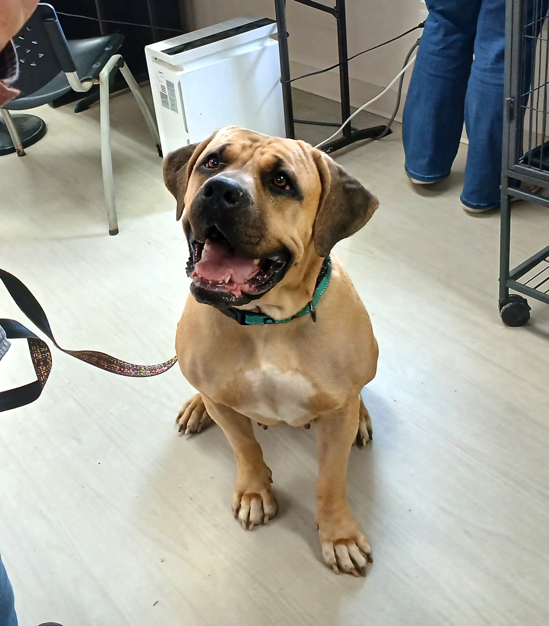 Bernie Marie, a Adoptable Mastiff in Long Beach, WA image 3/4
