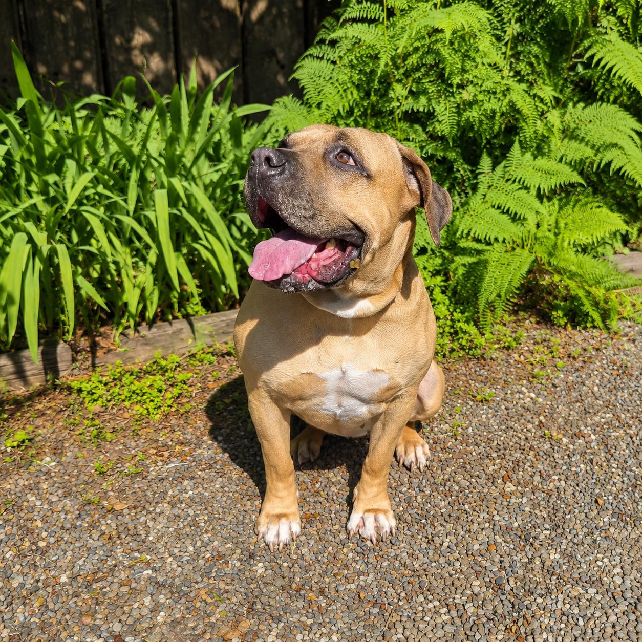 Bernie Marie, a Adoptable Mastiff in Long Beach, WA image 4/6