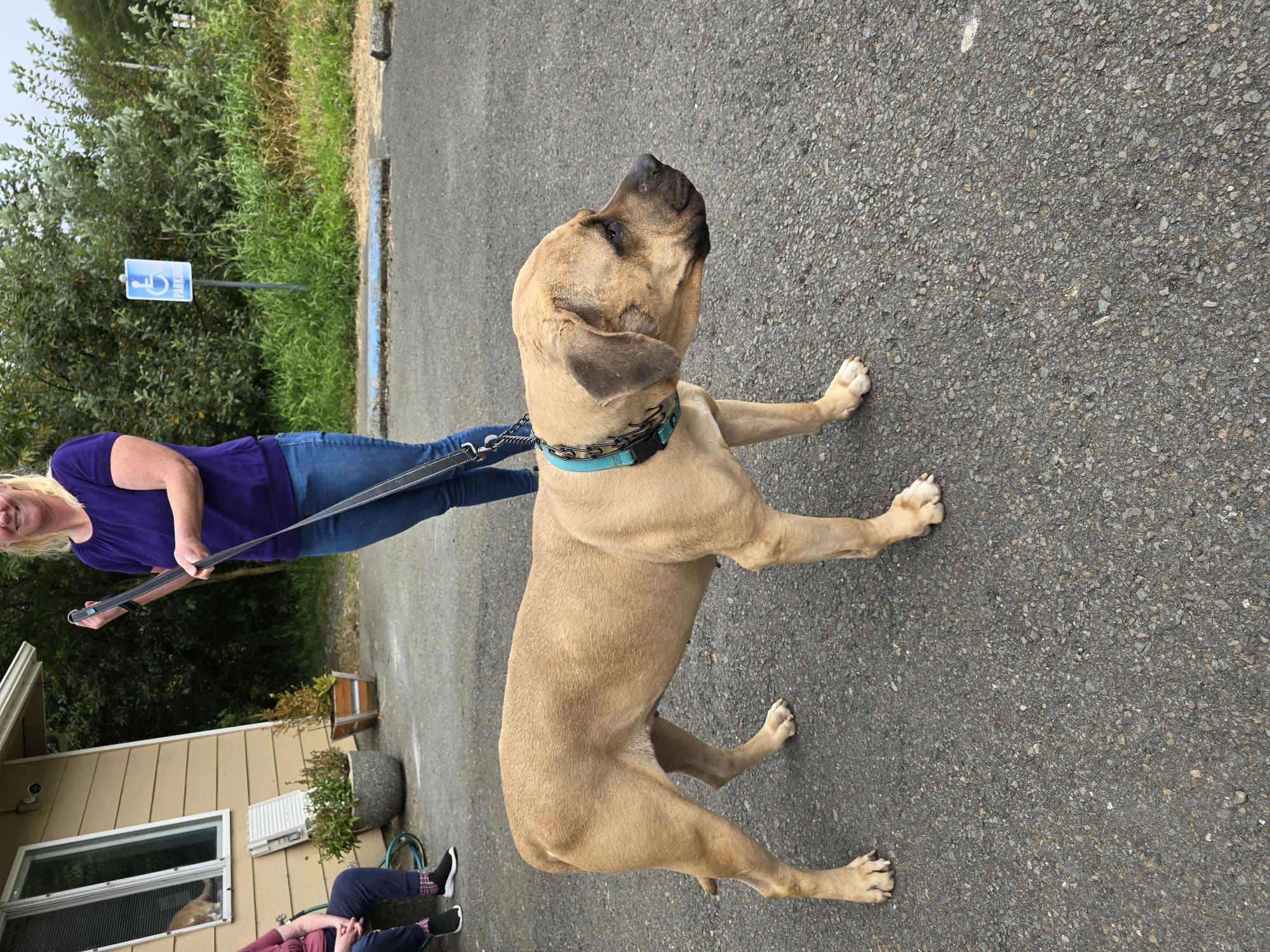 Bernie Marie, a Adoptable Mastiff in Long Beach, WA image 4/4