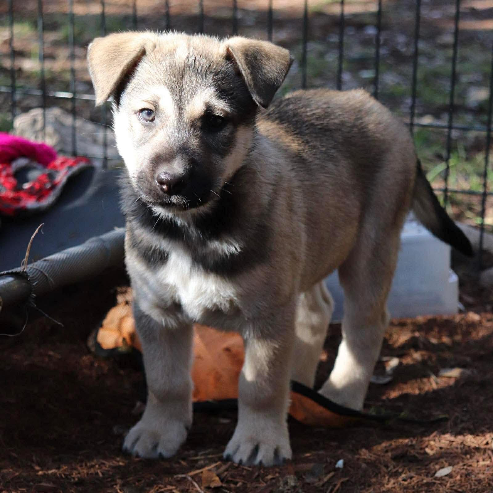 Enlarge King, an adopted mixed breed in Paramus, NJ image 1/6