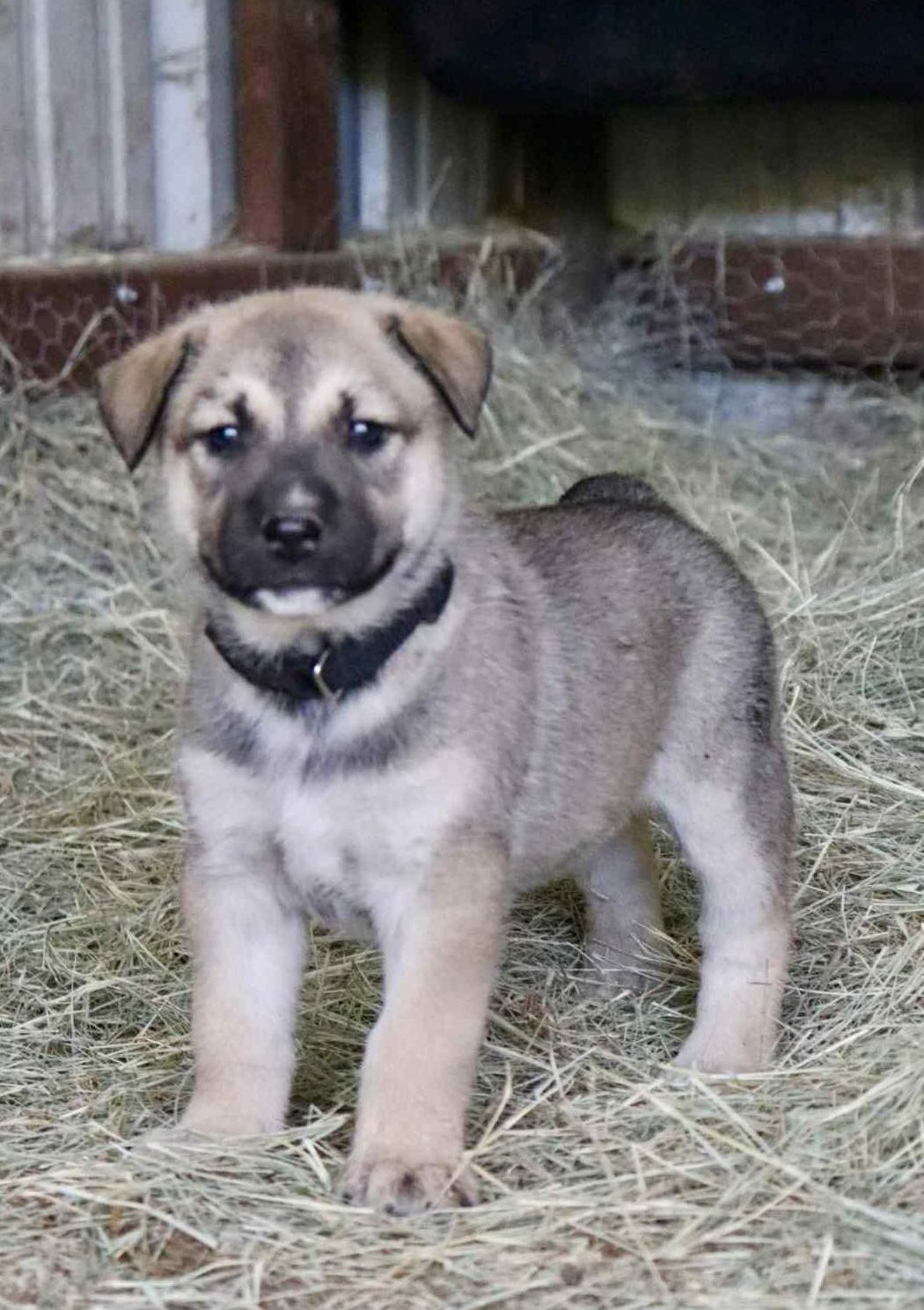 Enlarge King, an adopted mixed breed in Paramus, NJ image 5/6