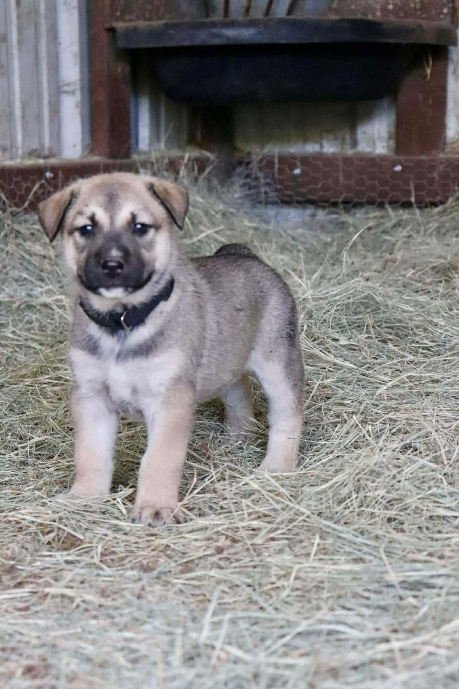Enlarge King, an adopted mixed breed in Paramus, NJ image 2/6