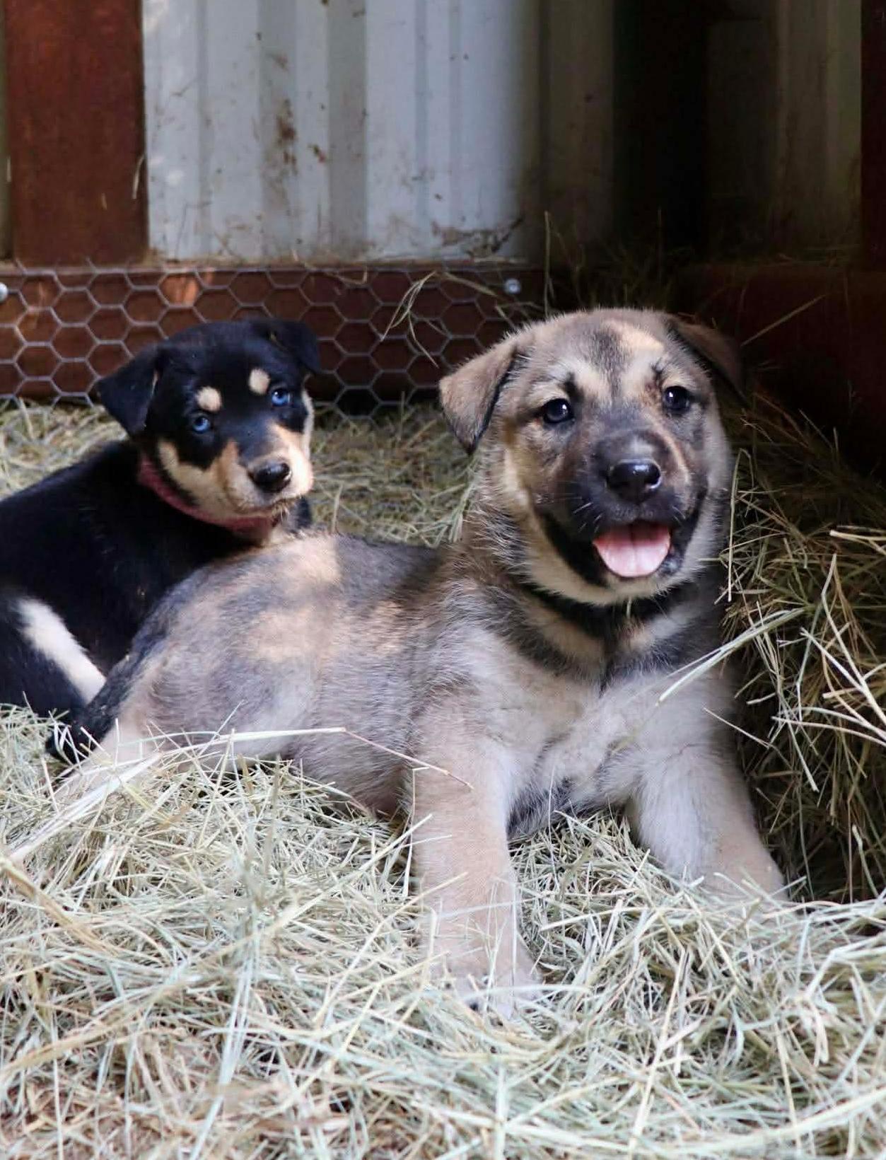 Enlarge King, an adopted mixed breed in Paramus, NJ image 3/6