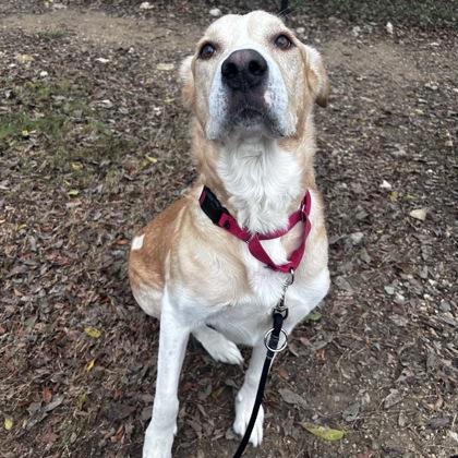 Polar, Adoptable, Adult Male Great Pyrenees & Mixed Breed.