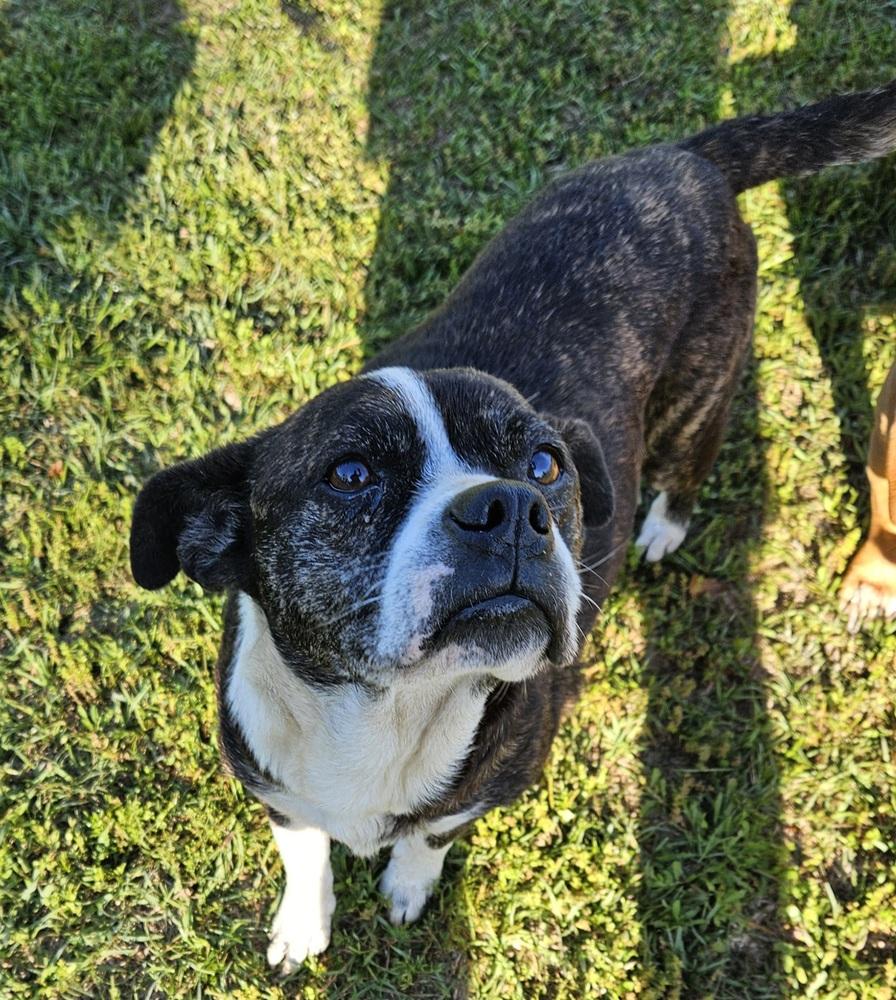 Enlarge Bianca, a Adoptable mixed breed in Ridgeland, SC image 1/2