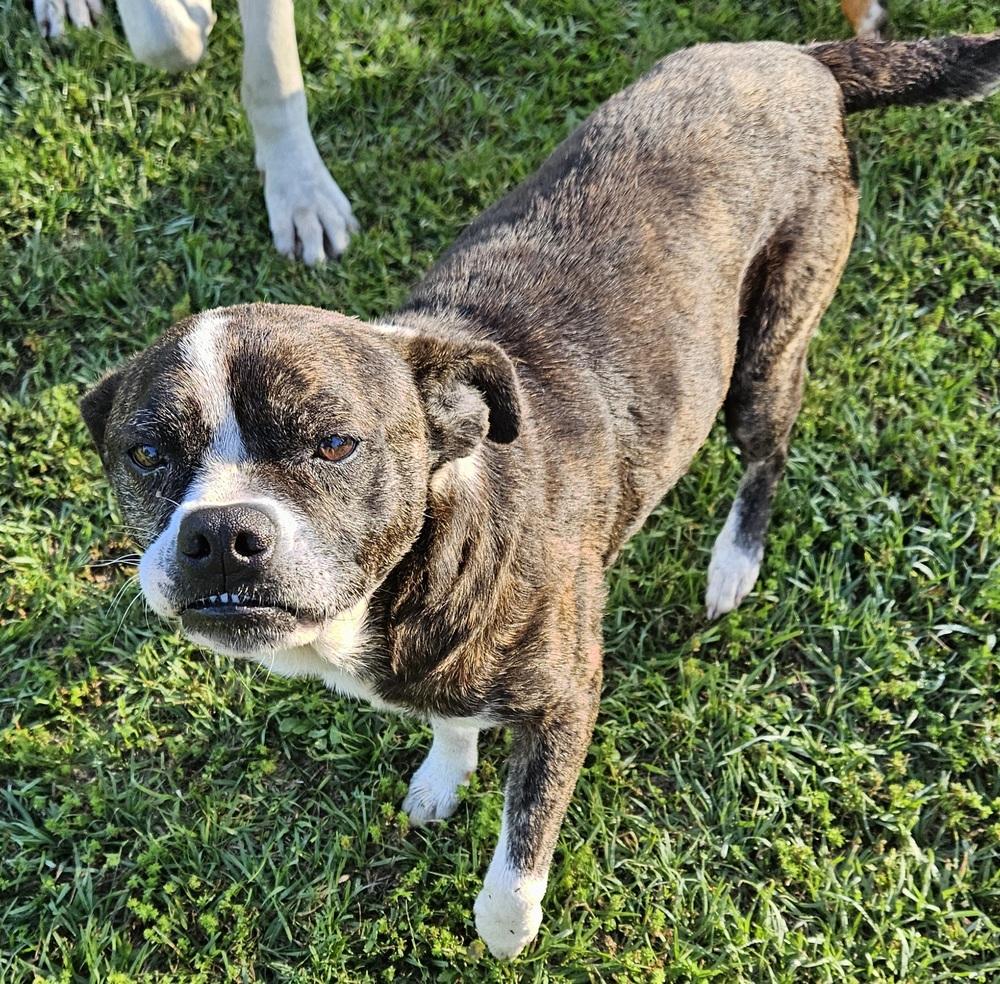 Enlarge Bianca, a Adoptable mixed breed in Ridgeland, SC image 2/2