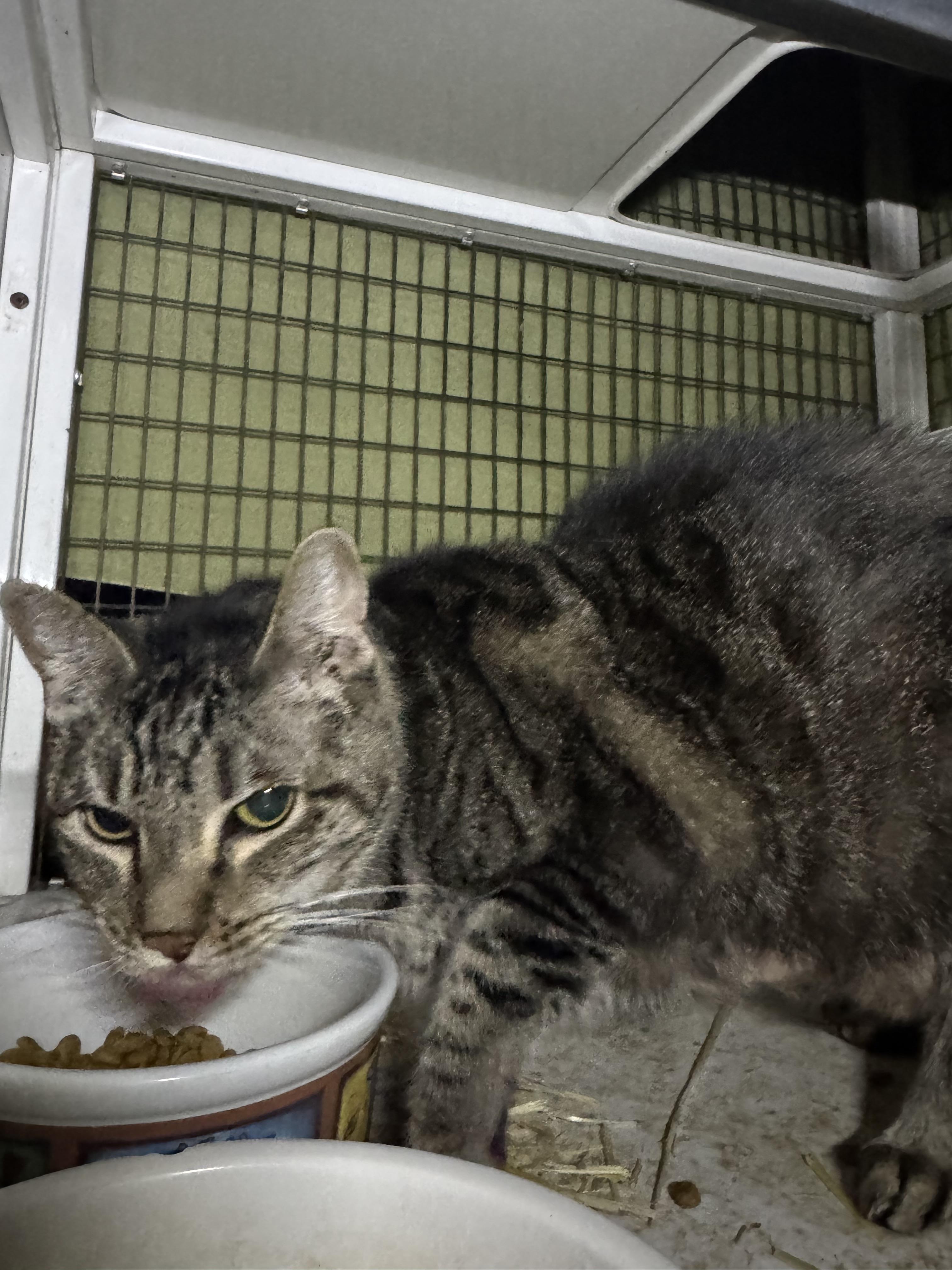 Enlarge Ash, an adopted Domestic Short Hair in San Andreas, CA image 2/2