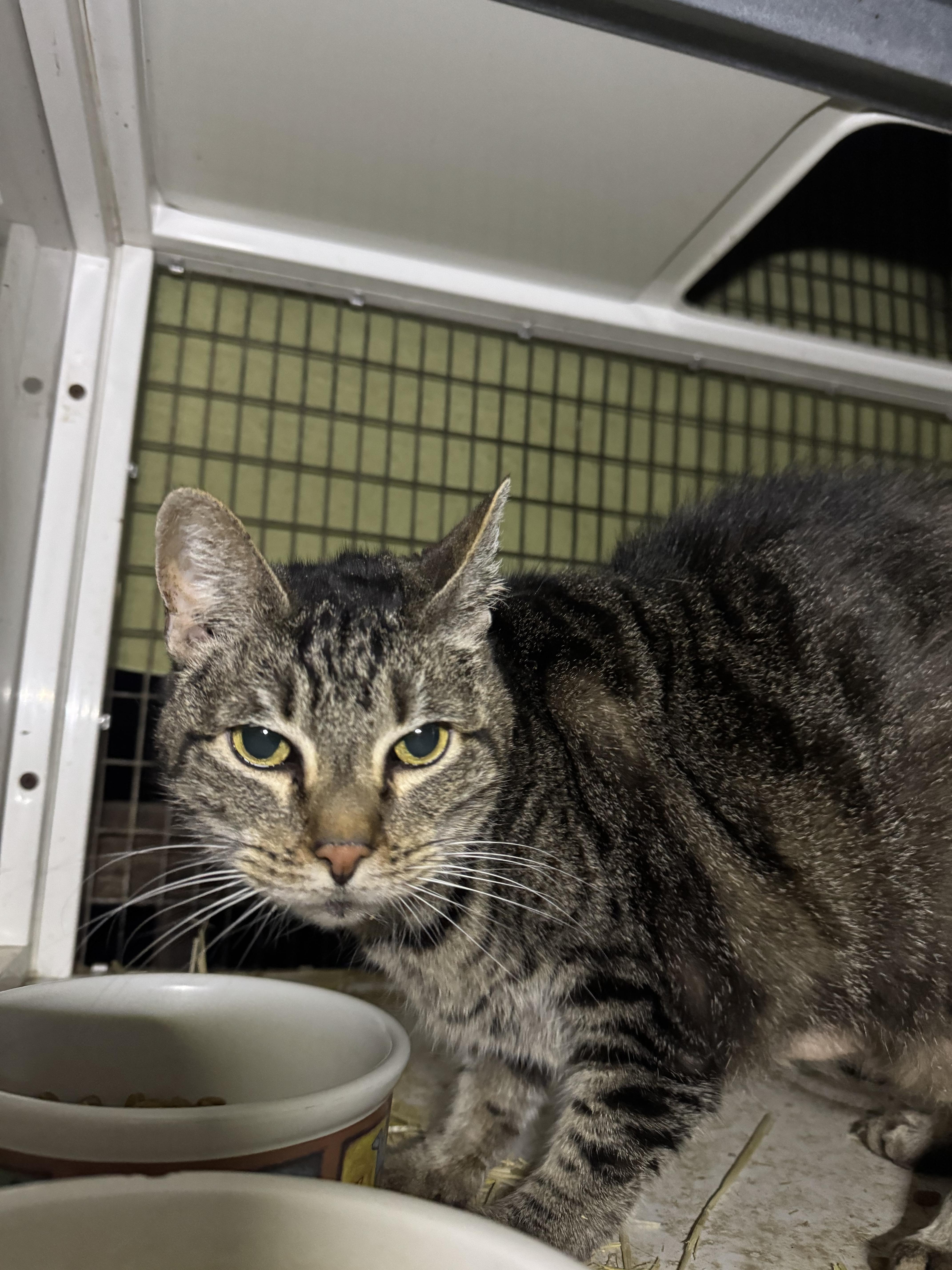 Enlarge Ash, an adopted Domestic Short Hair in San Andreas, CA image 1/2