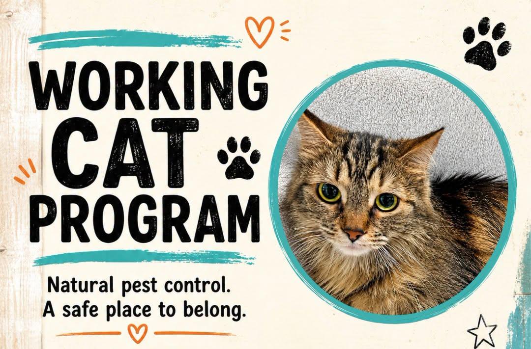 Katrina - working cat, Adoptable, Adult Female Domestic Medium Hair.