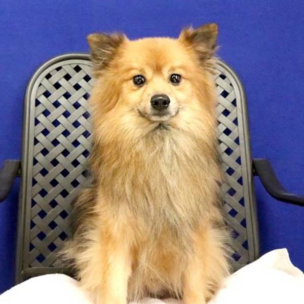 Mufasa, Adoptable, Adult Male Pomeranian.