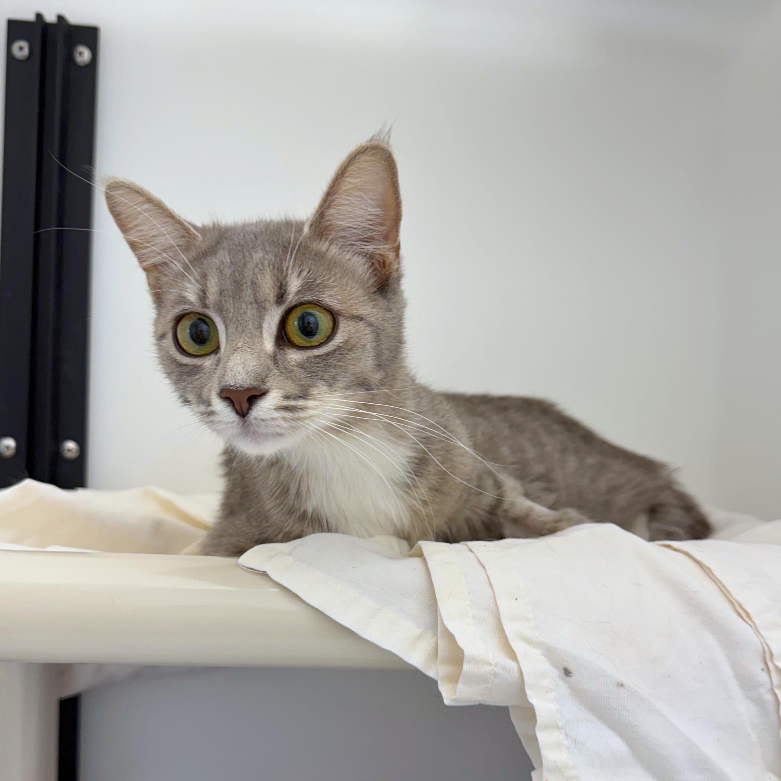 Enlarge Wanda, an adopted Domestic Short Hair in Ridgway, CO image 4/5