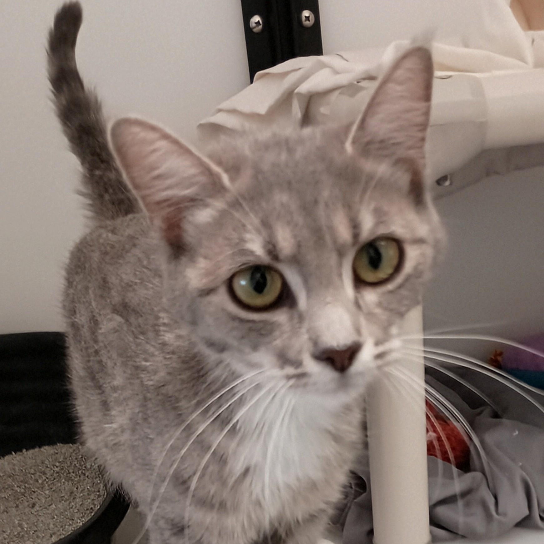 Enlarge Wanda, an adopted Domestic Short Hair in Ridgway, CO image 5/5