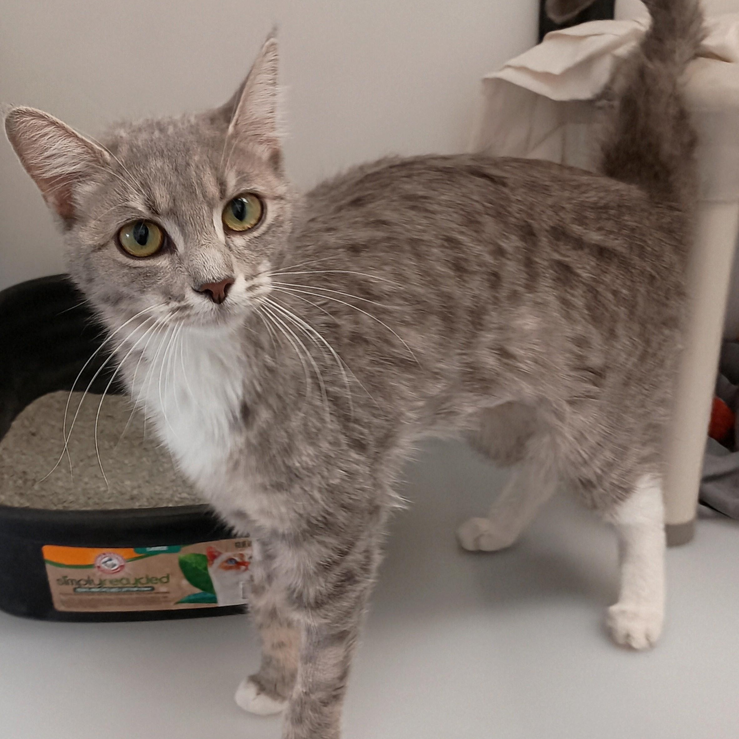 Enlarge Wanda, an adopted Domestic Short Hair in Ridgway, CO image 2/5