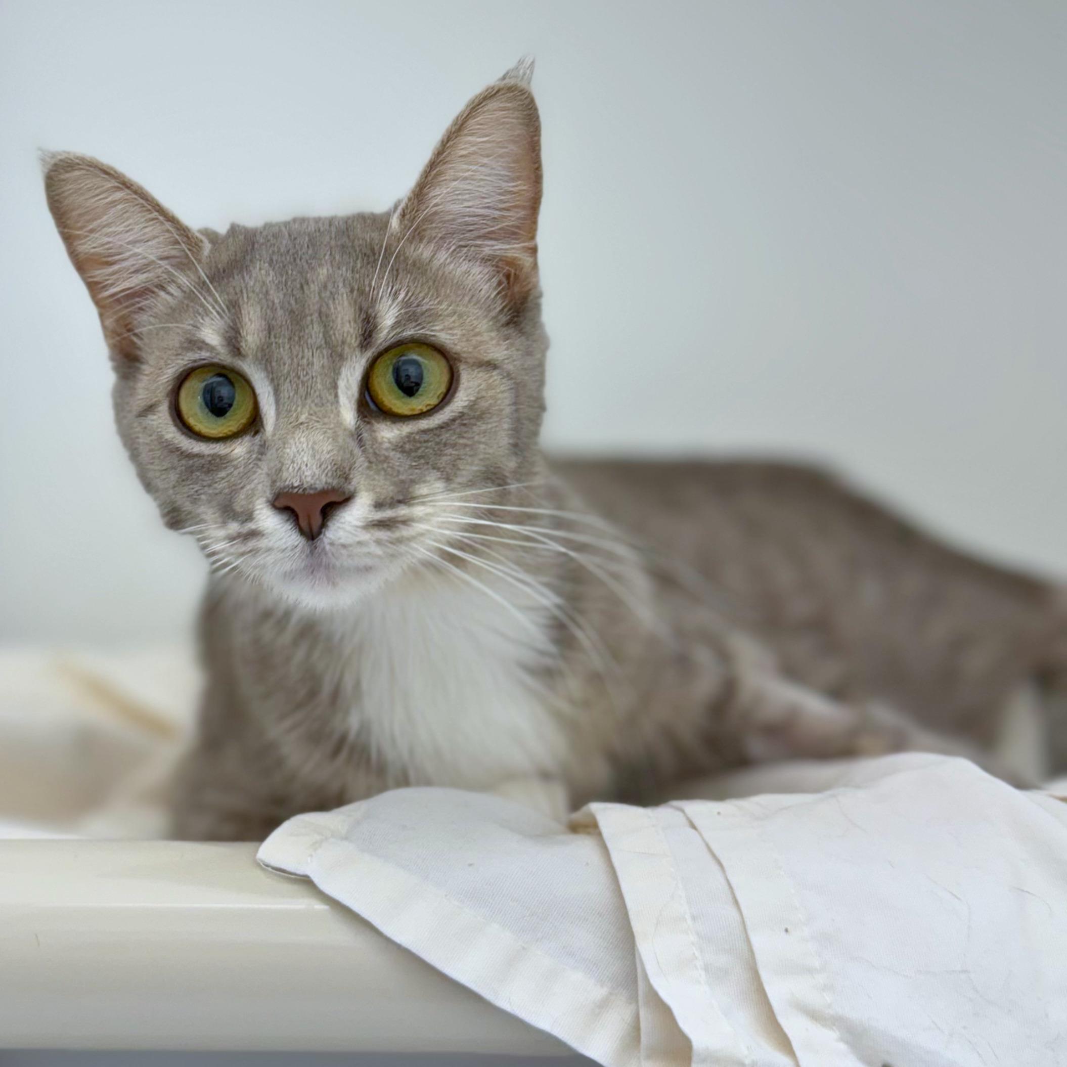 Wanda, adopted, Adult Female Domestic Short Hair.