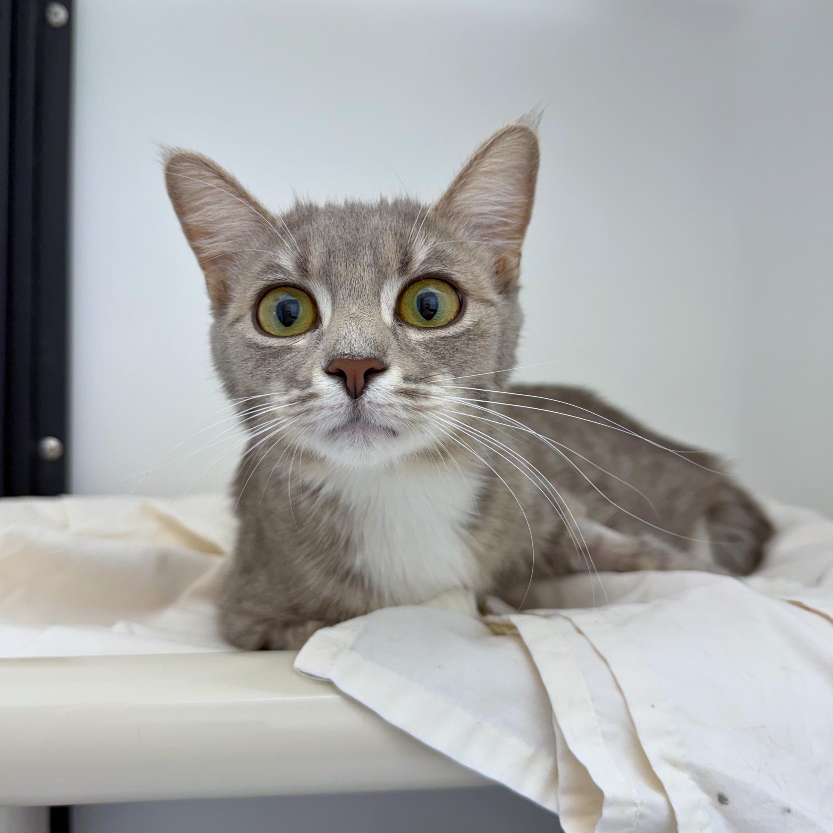 Enlarge Wanda, an adopted Domestic Short Hair in Ridgway, CO image 3/5