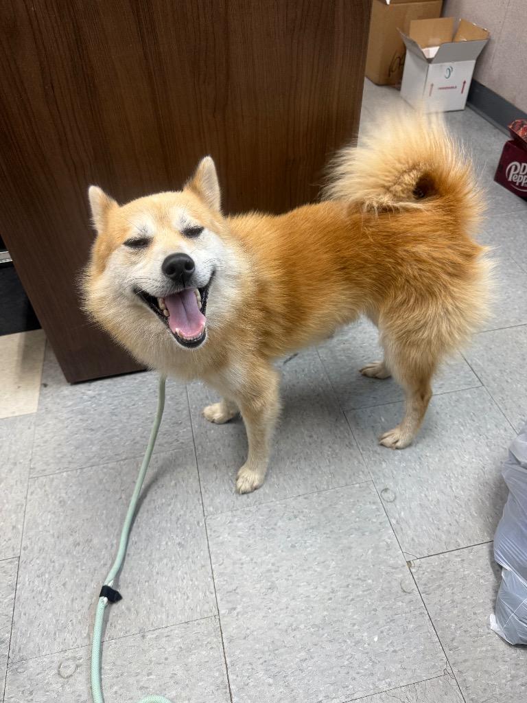 Enlarge Shamrock, an adopted Shiba Inu in Winnsboro, SC image 1/1