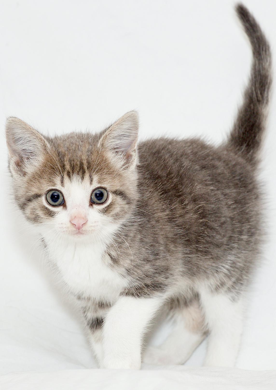 Willie Nelson, a ADOPTABLE Domestic Short Hair in Washburn, WI image 2/3