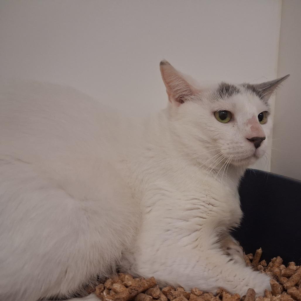 Bob Duncan, Adoptable, Adult Male Domestic Short Hair.