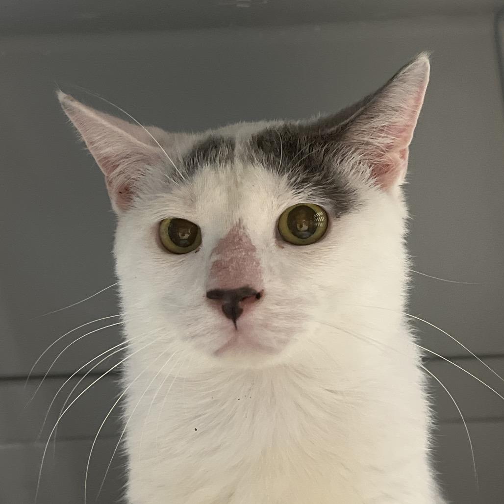 Enlarge Bob Duncan, a Adoptable Domestic Short Hair in West Palm Beach, FL image 2/5