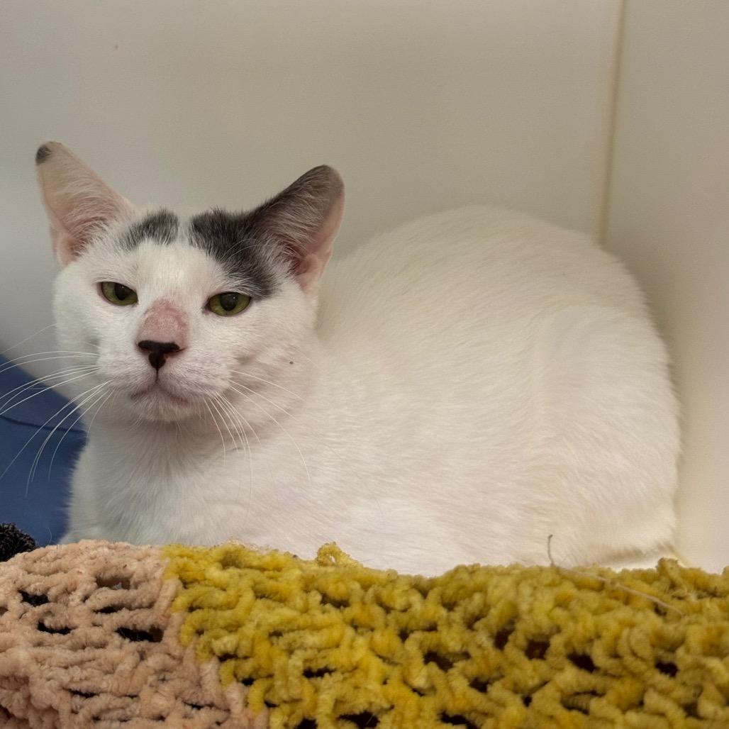 Enlarge Bob Duncan, a Adoptable Domestic Short Hair in West Palm Beach, FL image 3/5