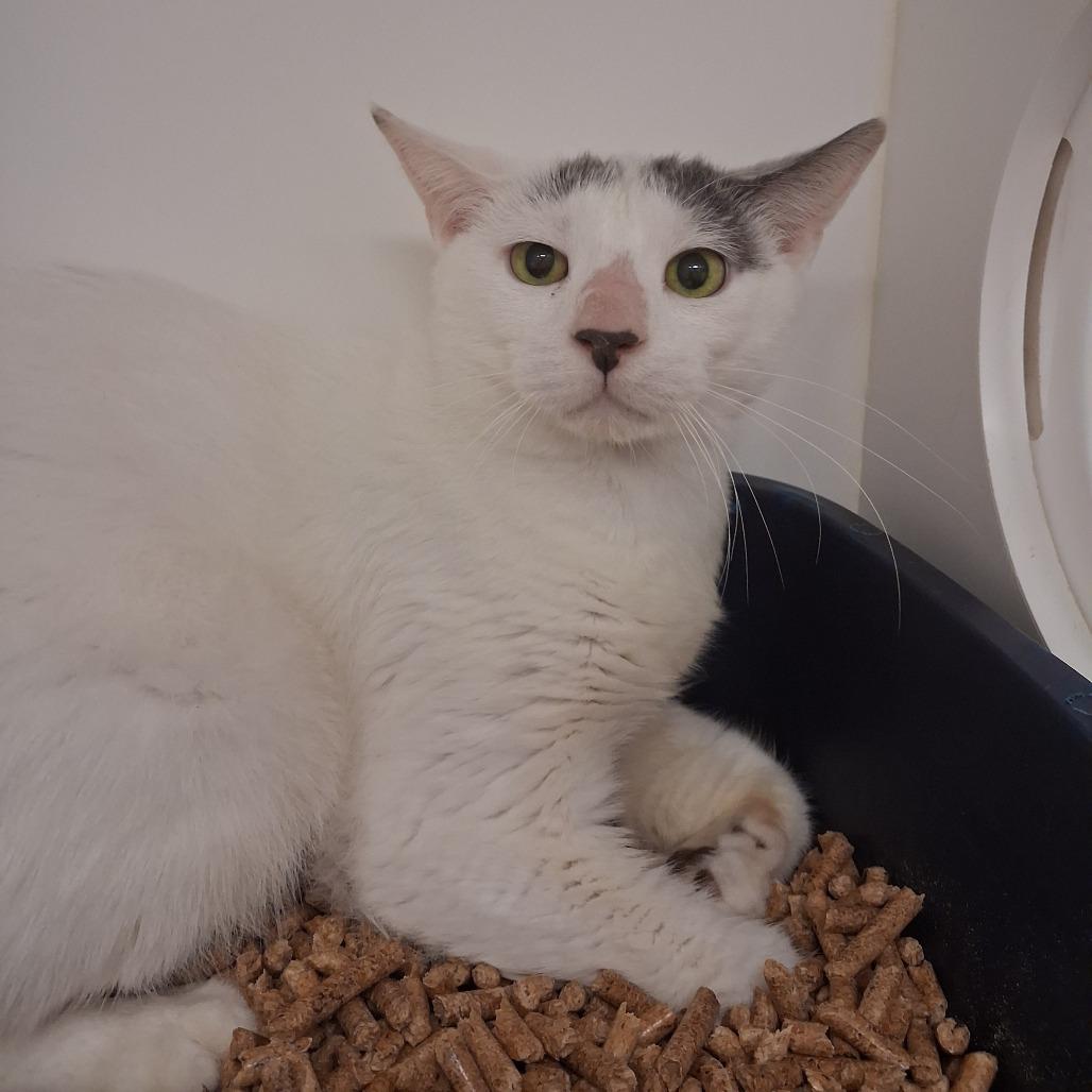 Enlarge Bob Duncan, a Adoptable Domestic Short Hair in West Palm Beach, FL image 4/5