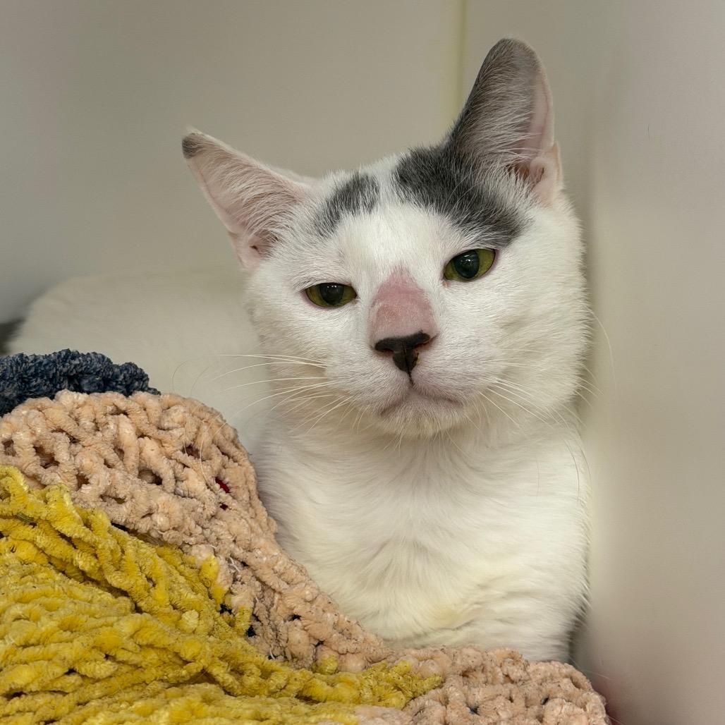 Enlarge Bob Duncan, a Adoptable Domestic Short Hair in West Palm Beach, FL image 5/5