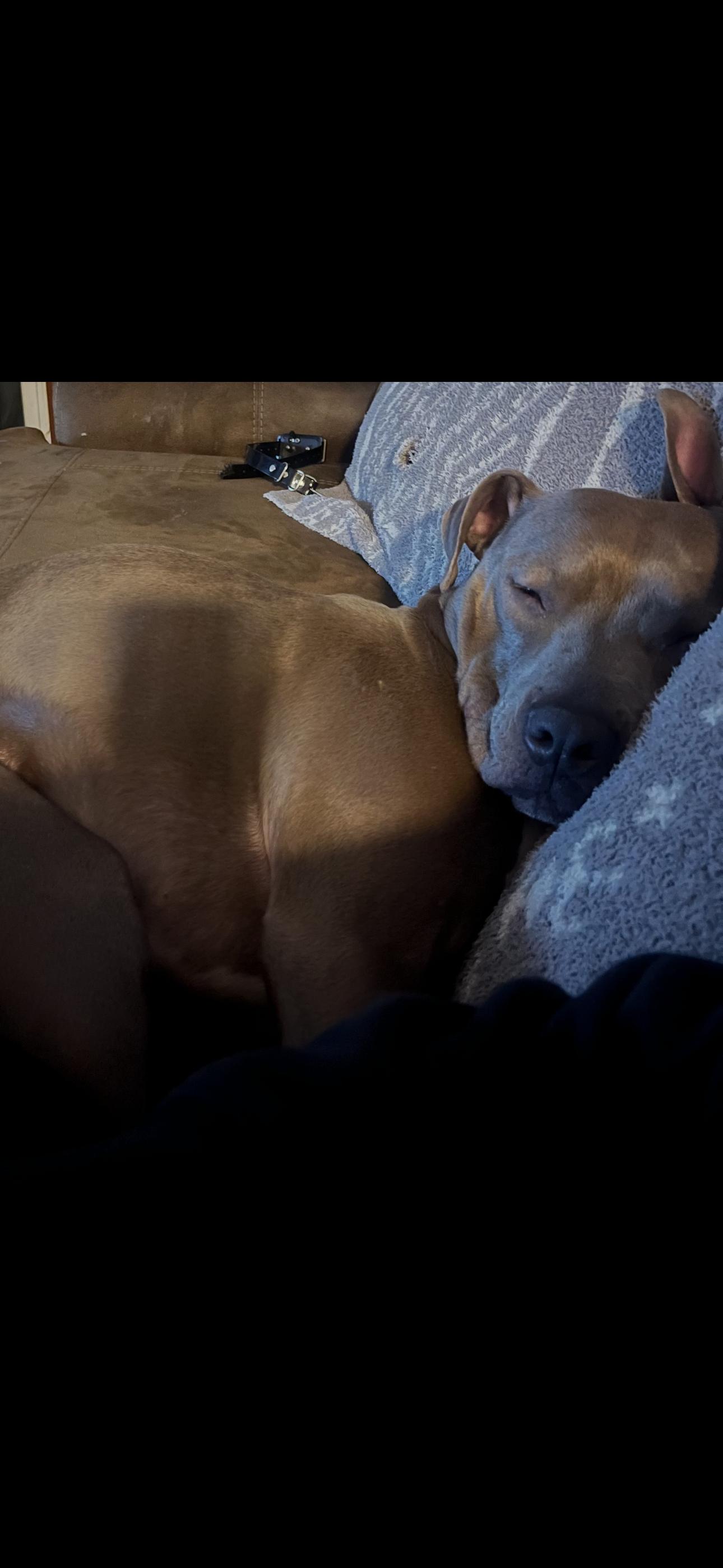 Enlarge Abe, a ADOPTABLE Pit Bull Terrier in Linwood, MI image 4/4