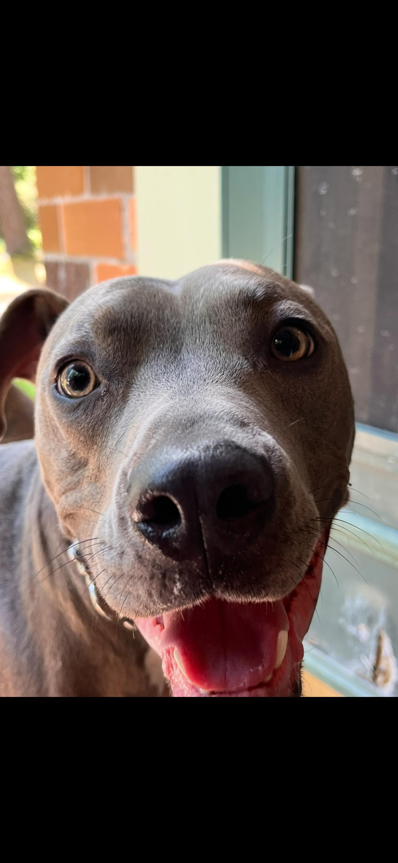 Enlarge Abe, a ADOPTABLE Pit Bull Terrier in Linwood, MI image 2/4