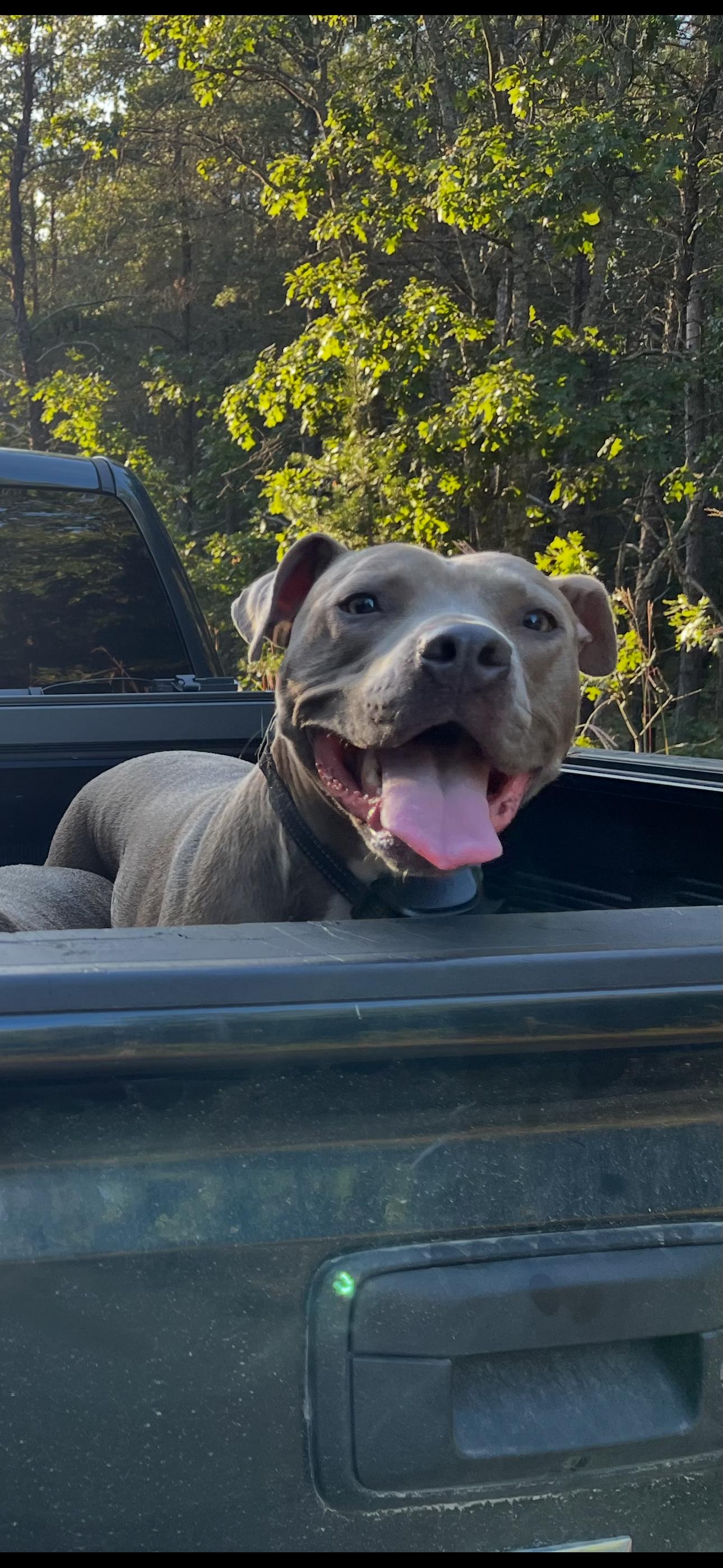 Enlarge Abe, a ADOPTABLE Pit Bull Terrier in Linwood, MI image 3/4
