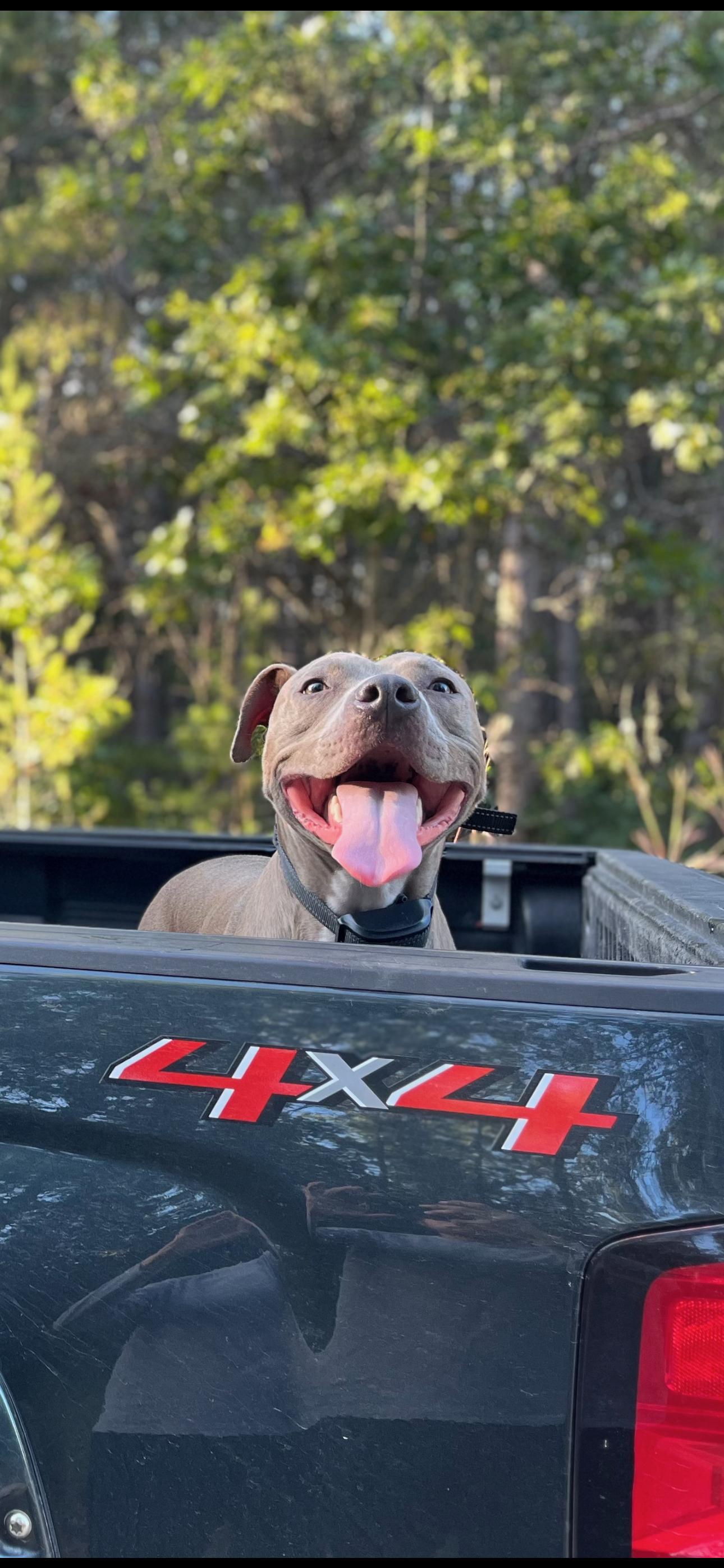 Enlarge Abe, a ADOPTABLE Pit Bull Terrier in Linwood, MI image 1/4