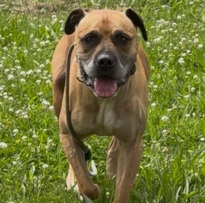 Bandit, Adoptable, Adult Male Mastiff & Boxer.