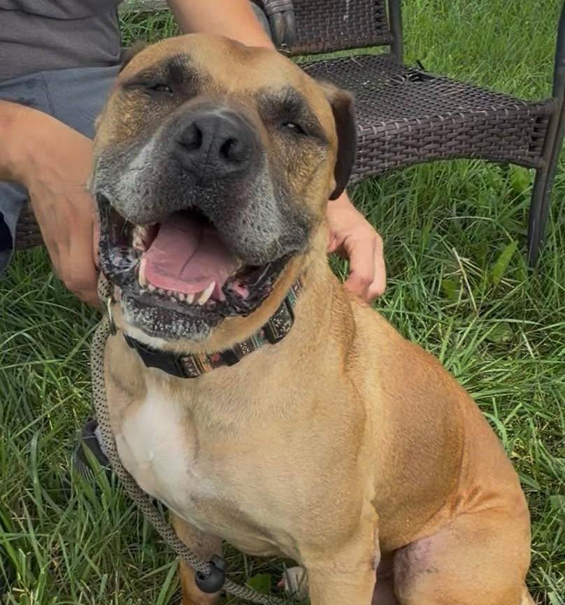 Bandit, a Adoptable mixed breed in Plain City, OH image 2/5
