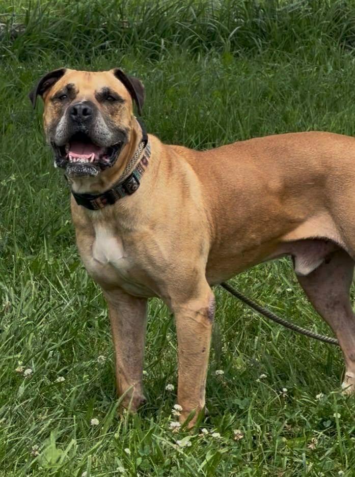 Bandit, a Adoptable mixed breed in Plain City, OH image 3/5