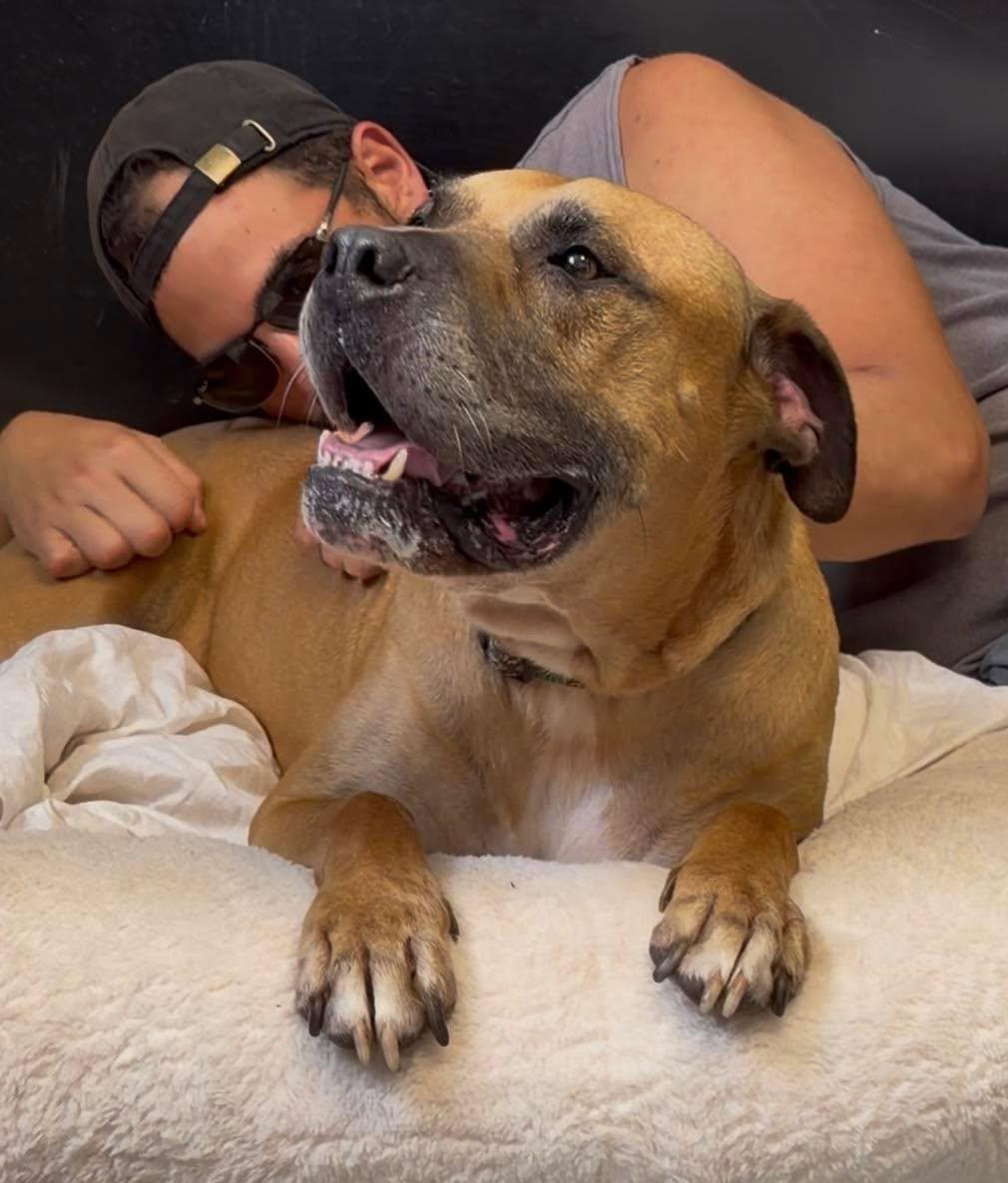 Bandit, a Adoptable mixed breed in Plain City, OH image 4/5
