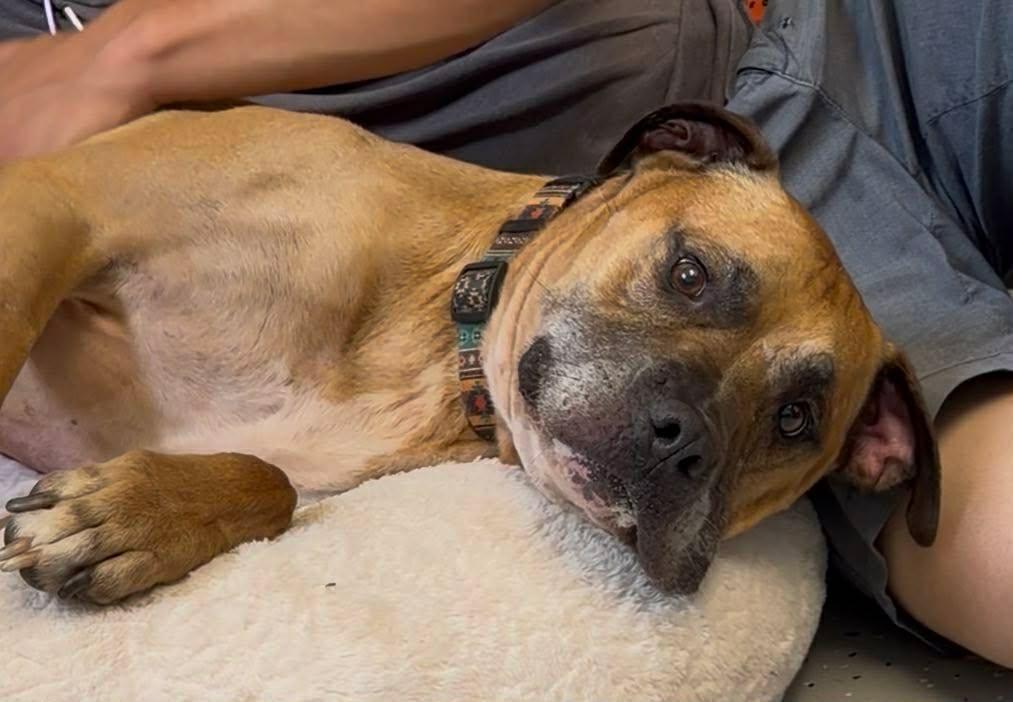 Bandit, a Adoptable mixed breed in Plain City, OH image 5/5