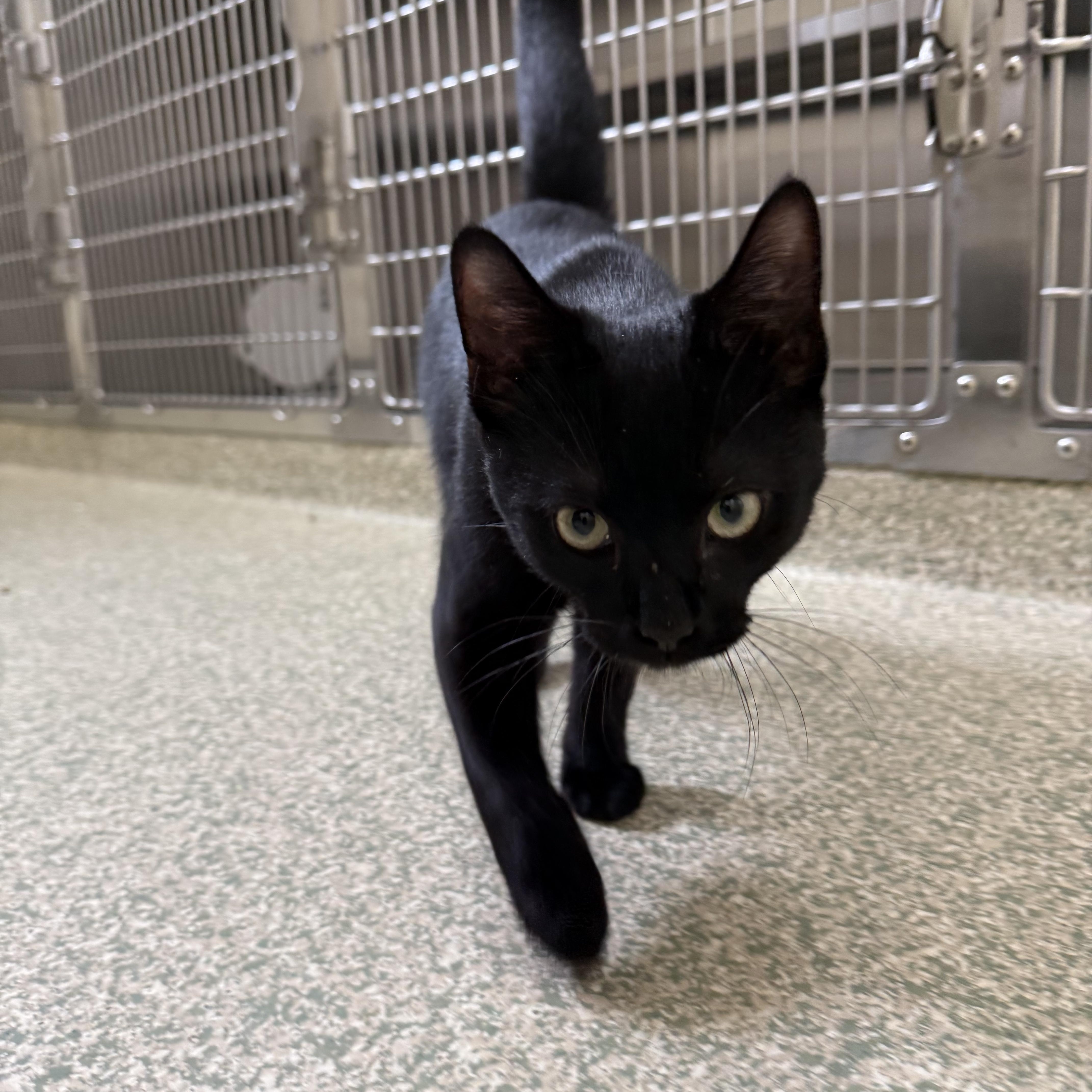 Allen, ADOPTABLE, Young Male Domestic Short Hair.