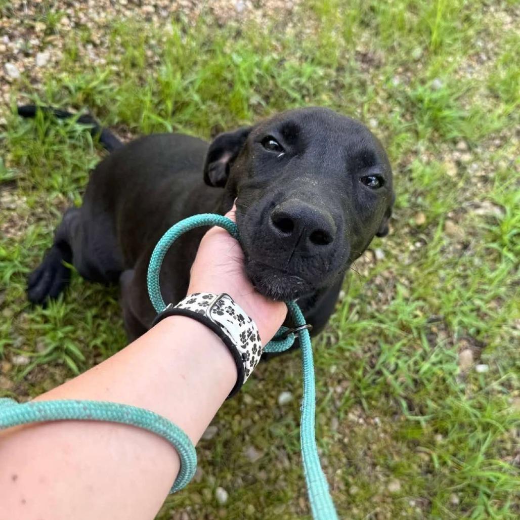 Enlarge Diva 060104, a Adoptable Black Labrador Retriever in Amory, MS image 2/2