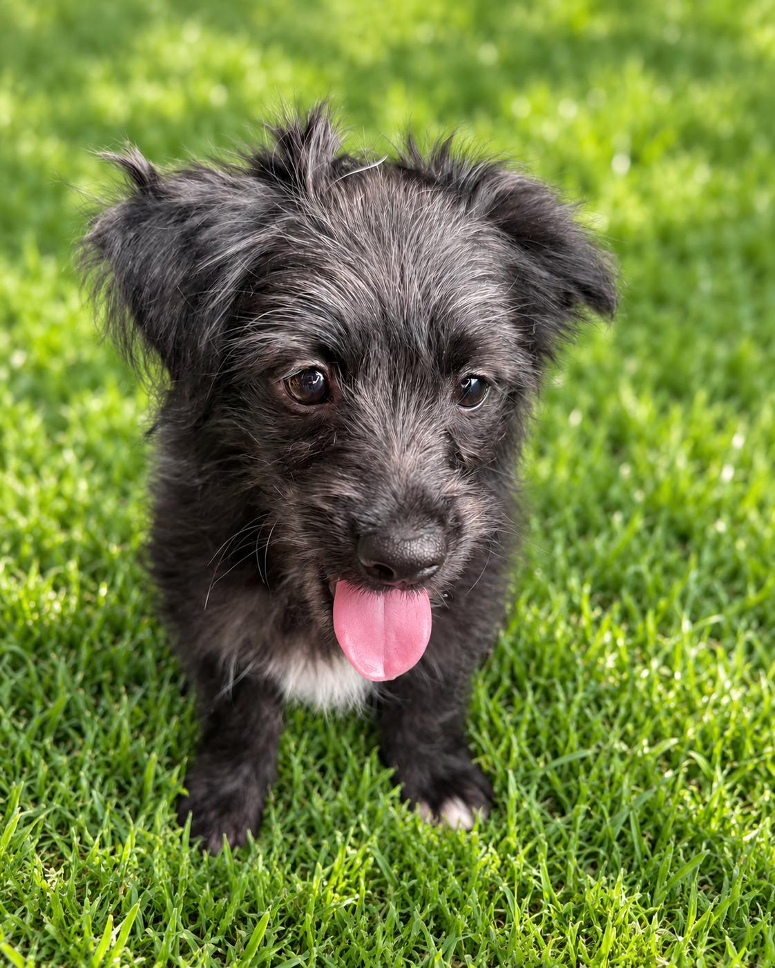 Enlarge Starla, a Adoptable mixed breed in Georgetown , CA image 1/1