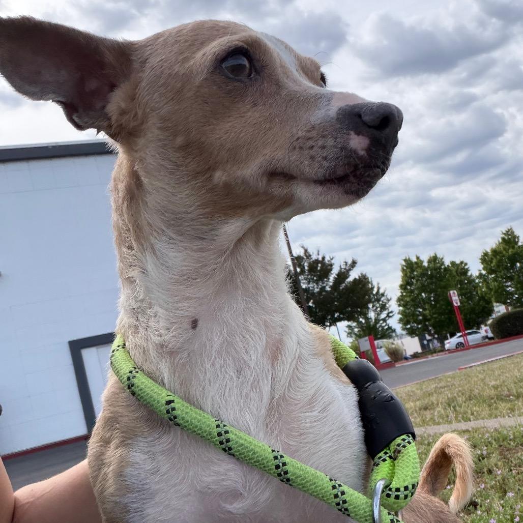 Enlarge Missy, a Adoptable Chihuahua in Chico, CA image 1/6