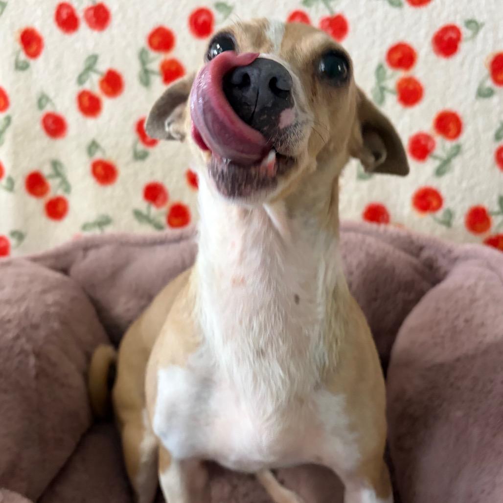 Enlarge Missy, a Adoptable Chihuahua in Chico, CA image 2/6