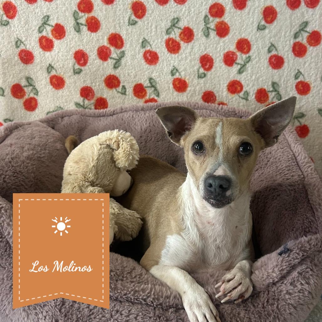 Enlarge Missy, a Adoptable Chihuahua in Chico, CA image 3/6