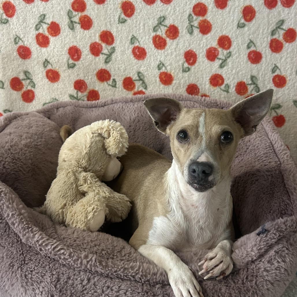 Enlarge Missy, a Adoptable Chihuahua in Chico, CA image 6/6