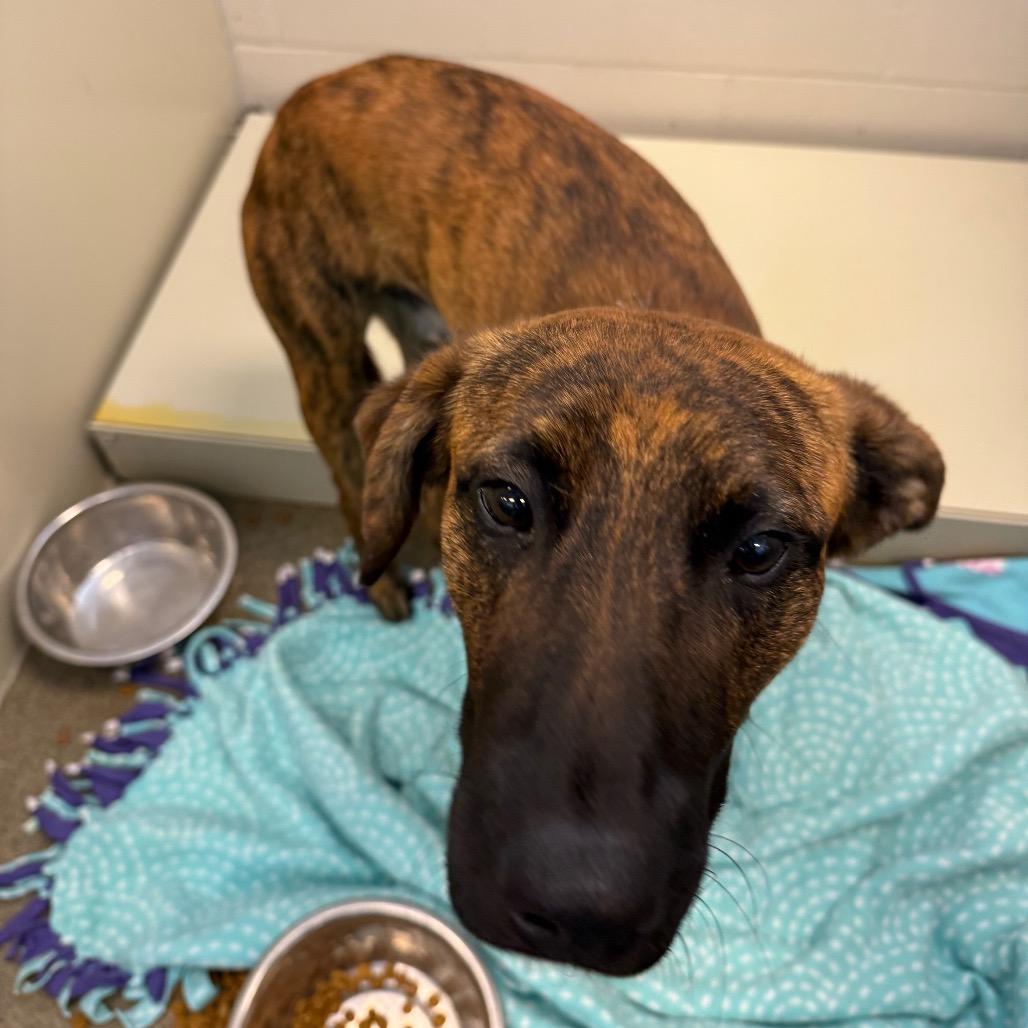 Moss, Adoptable, Young Male Mixed Breed.